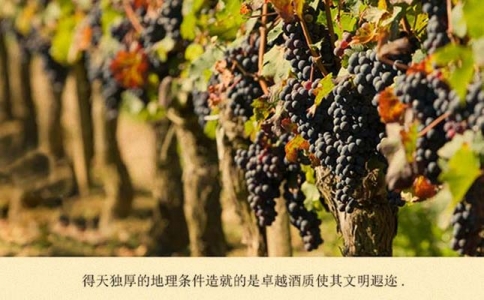 重慶進(jìn)口紅酒批發(fā)市場(chǎng)講解關(guān)于歌海娜葡萄酒知識(shí)